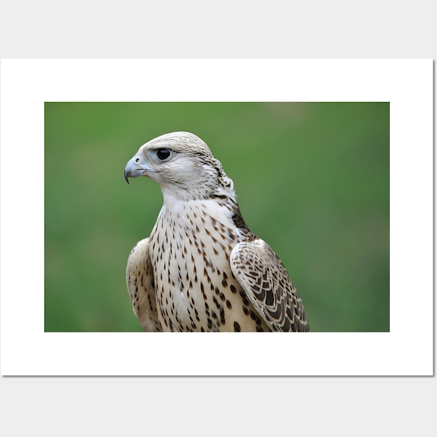 Saker Falcon Wall Art by kawaii_shop